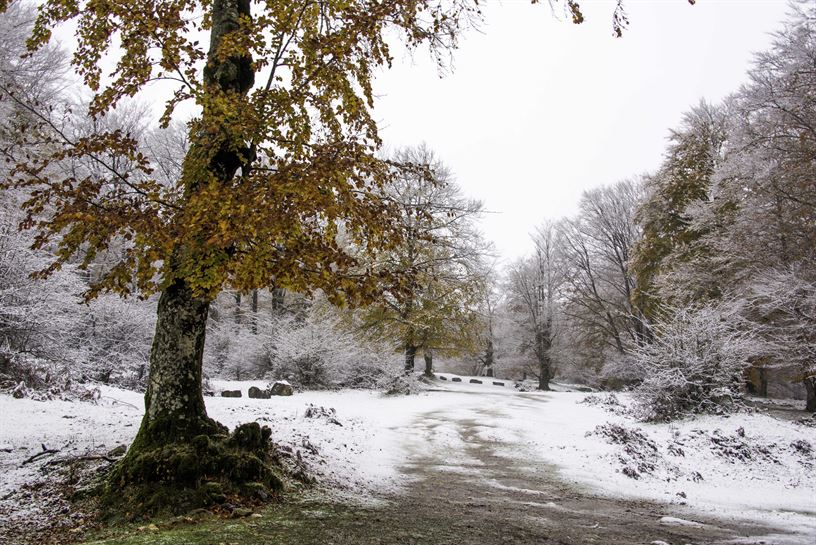 Ziordia. Javier Legaz