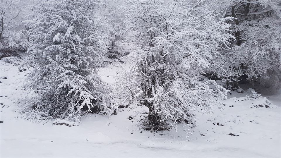 Aralar. Jose Luis Aspiroz