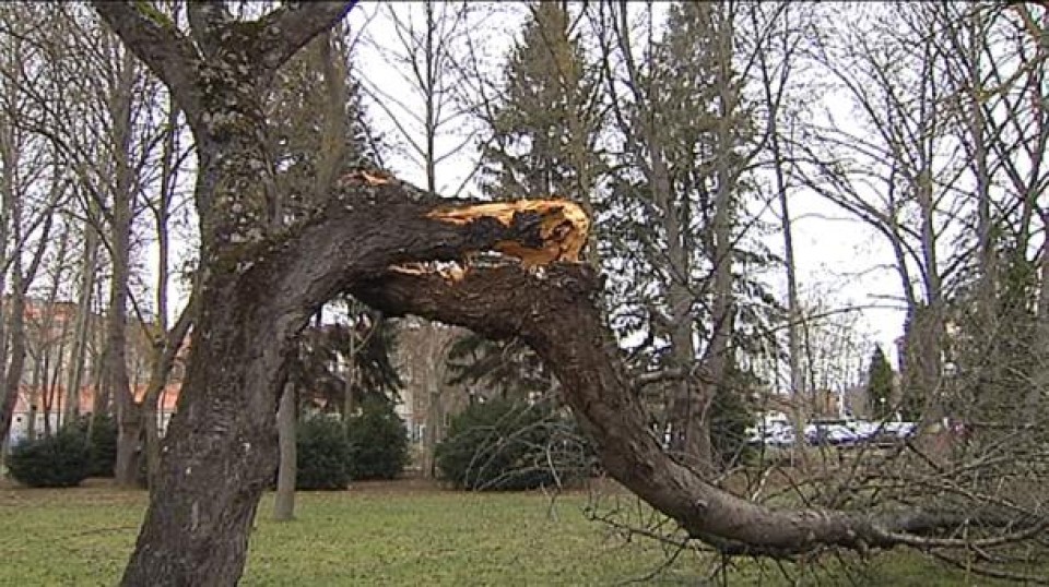 Imagen de un árbol destrozado después de los fuertes vientos.
