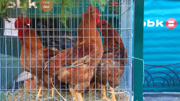 Gallinas en un puesto. Foto: Begoña Barrutia