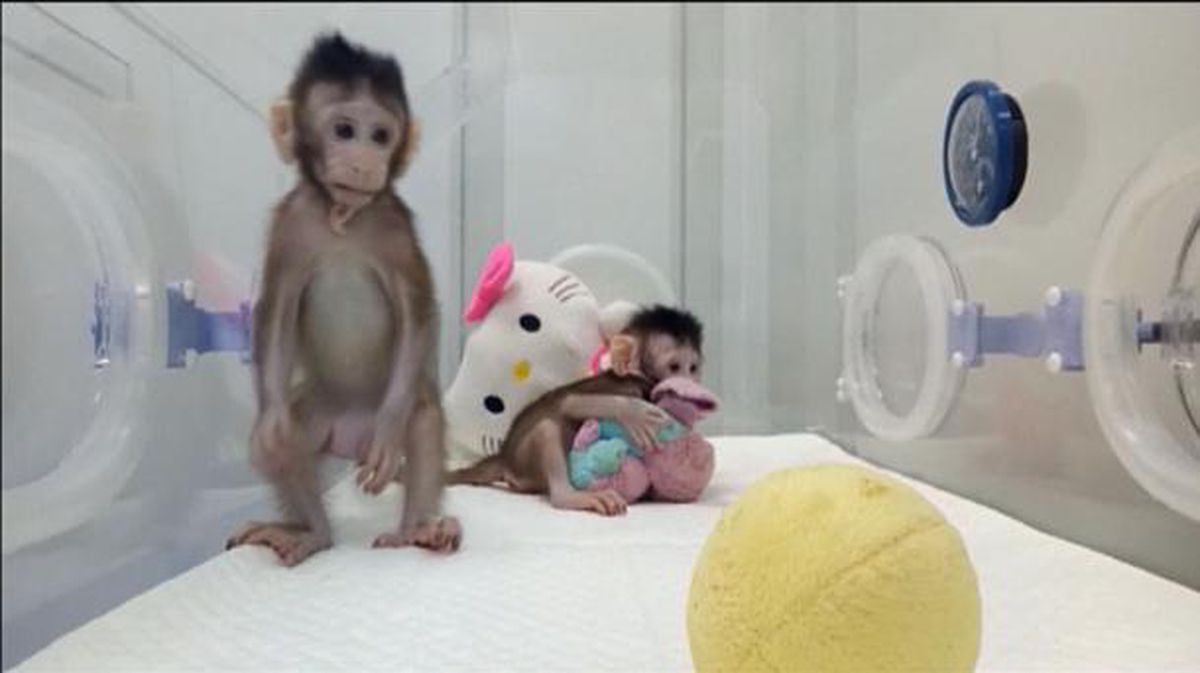 Científicos chinos han logrado por primera vez clonar a dos primates. Foto: EFE