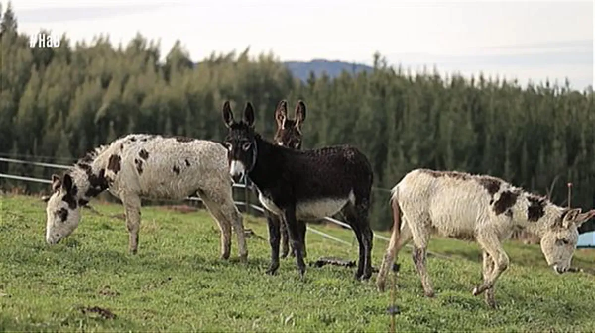 Un invernadero muy especial en Morga, convertido en residencia de burros