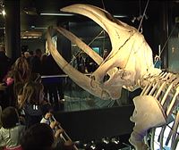 El esqueleto de la ballena del Aquarium de Donostia cumple 140 años