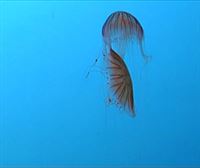 20 medusas conocidas como 'ortigas de mar', la nueva atracción del Aquarium
