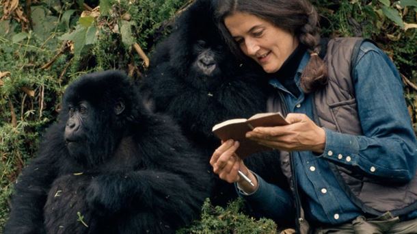 Dian Fossey gorilei irakurtzen. Argazkia: Robert I.M. Campbell/ National Geographic