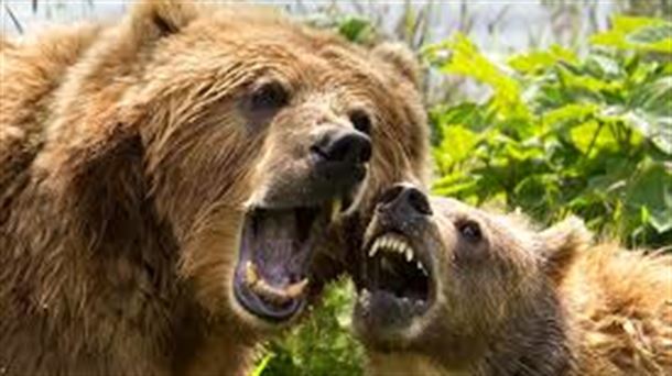 Polémica en torno al regreso del oso en Nafarroa y Zuberoa