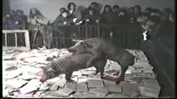 La muestra contiene un vídeo que muestra a dos cerdos copulando