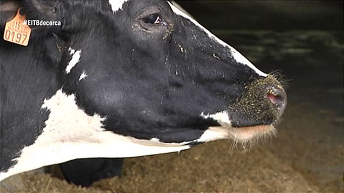 Caída de un 30% en el consumo de la leche de vaca