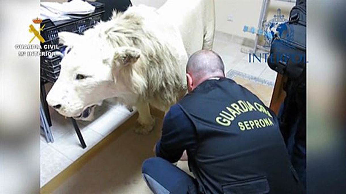 Uno de los leones naturalizados hallados en la operación. Foto: Guardia Civil, vía EFE