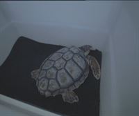 La tortuga Donosti ya nada libre en el Mediterráneo