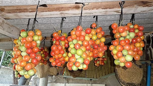 Cultivo de tomates de colgar