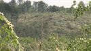 Un tornado arrasa el bosque de Legaire