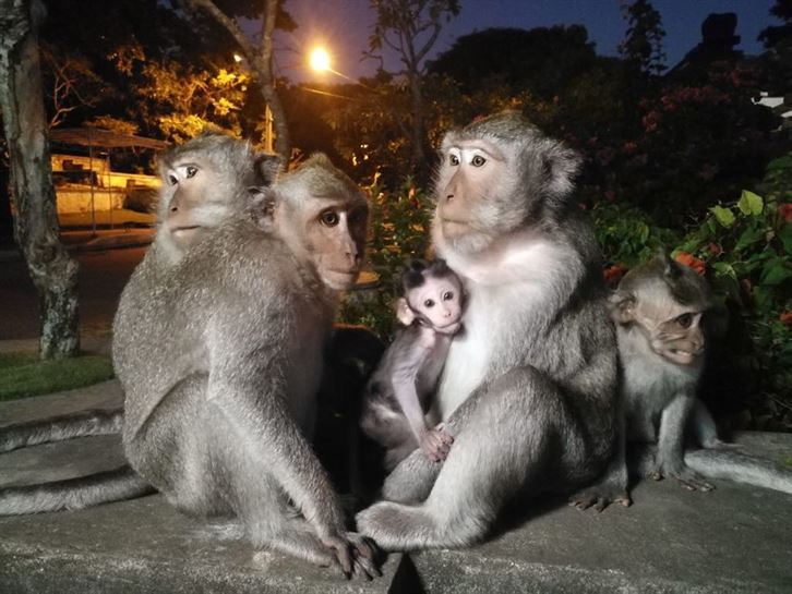 Monos en el templo de Uluwatu
