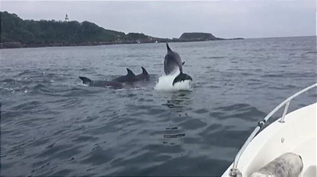 Delfines en la costa vasca