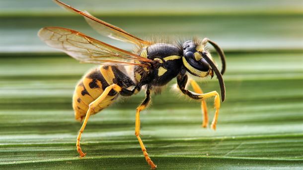 Avispa velutina, conocida popularmente como avispa asiática.