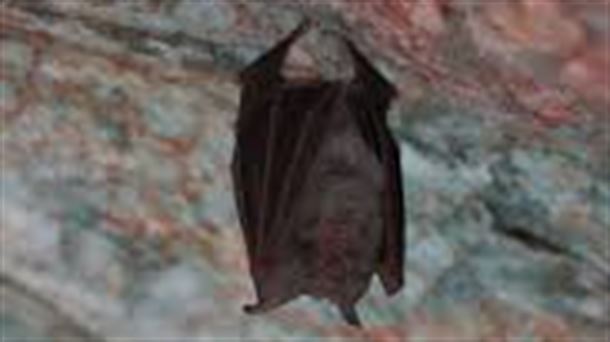 Recuperación de murciélagos y del visón europeo en Alava