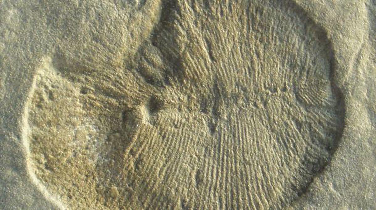 Dickinsonia fosila. Creative Commons lizentzia. 