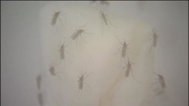 Un grupo de mosquitos tigre. Captura sacada de un vídeo de archivo de ETB. 