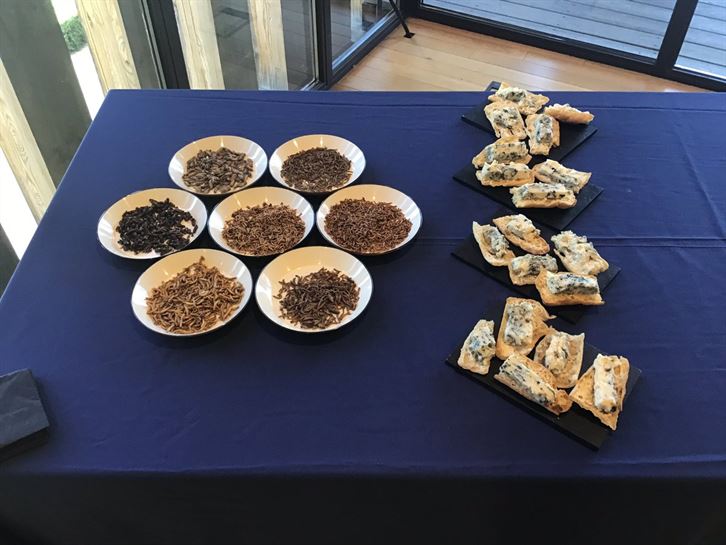 EXpo Amarauna, insectos comestibles. 25.09.2018