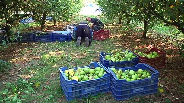 MANZANO. SIDRA. MANZANA.