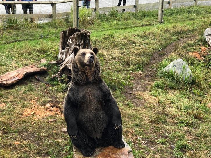 Osos Grizzly en Grouse Mountain