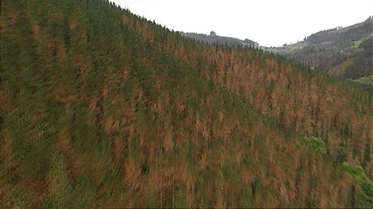 Las instituciones impulsan un plan contra la enfermedad de los pinos