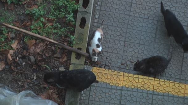 Campaña de control de animales callejeros en Bilbao
