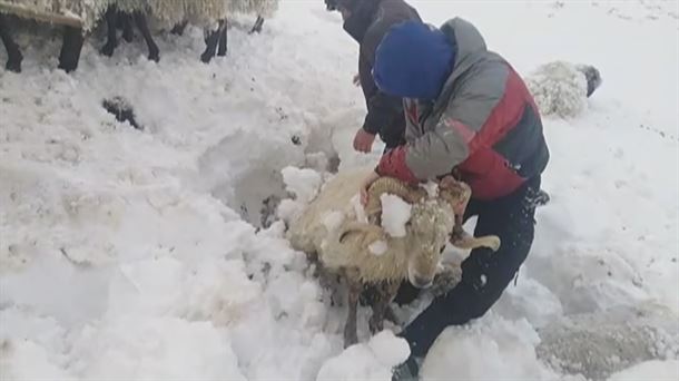 Imagen de las ovejas sepultadas en Gorbea
