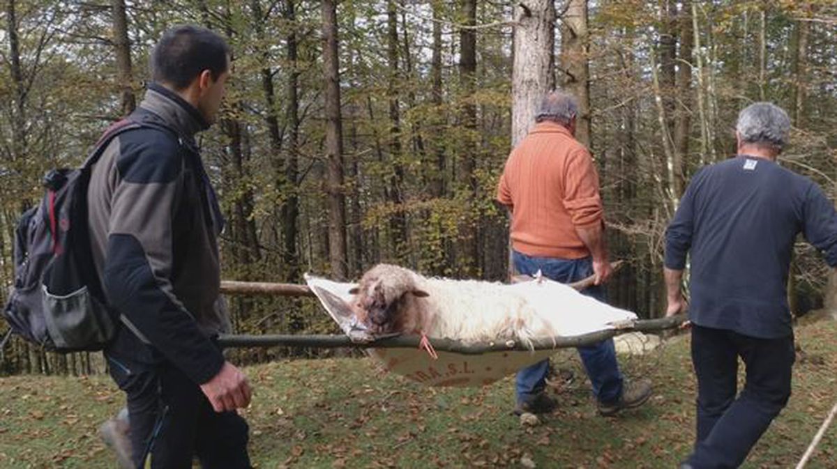Una de las ovejas atacadas por los perros en Aretxabaleta