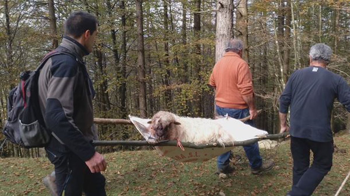 Dos perros atacaron a varias ovejas en la zona de Aretxabaleta. Imagen sacada de un vídeo de ETB