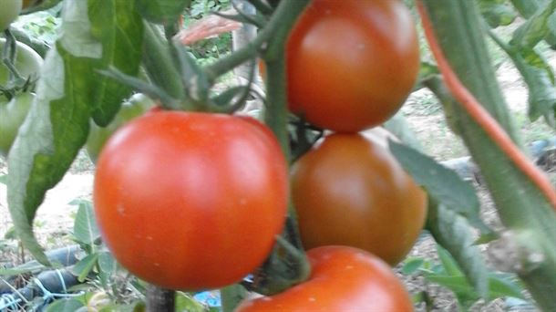 Tomate.