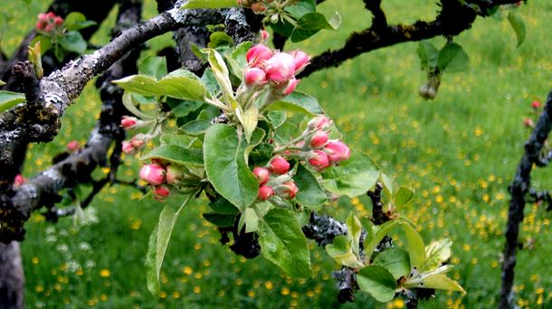 Ramas de manzano en flor