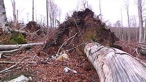 Investigadores analizarán las consecuencias de un tornado en Entzia