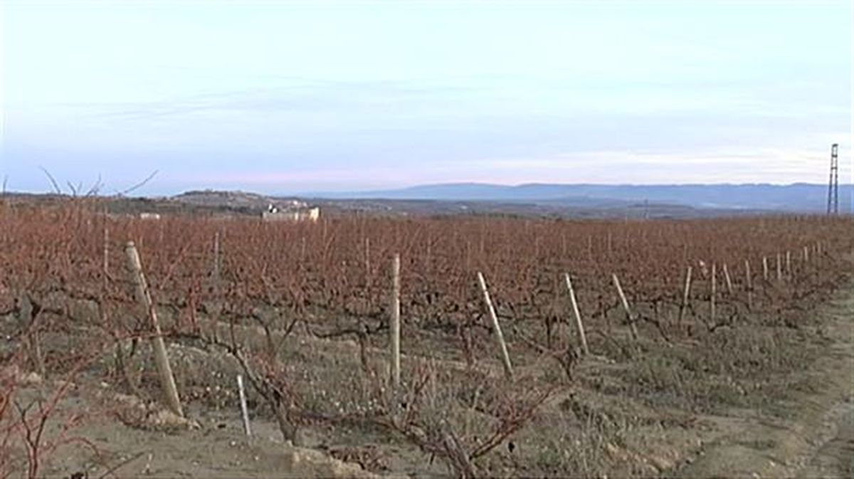 Imagen de la Rioja Alavesa de sacada de un vídeo de ETB.