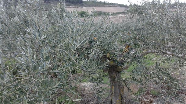 El pasado y el presente del olivo de Rioja Alavesa en un libro