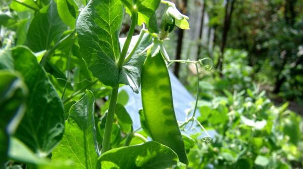 Plantas de guisantes en los huertos