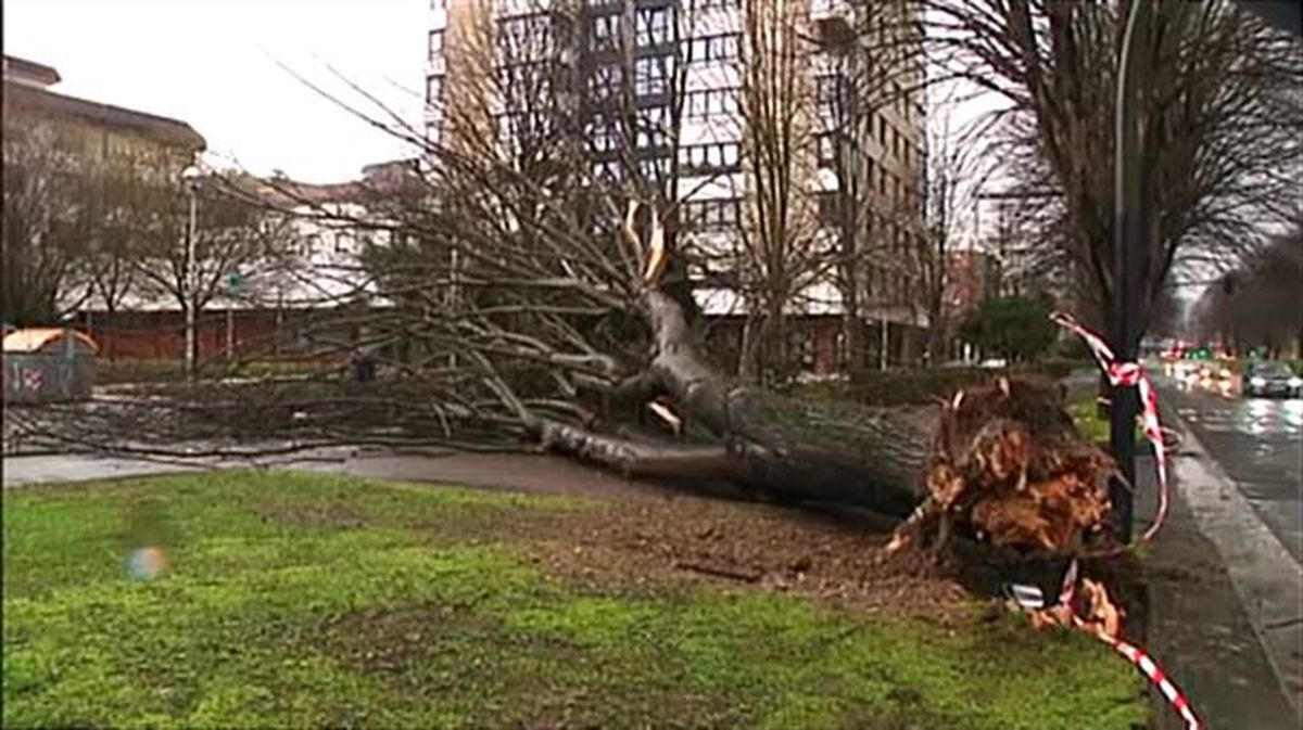 Un árbol ha caído en Donostia como consecuencia del viento