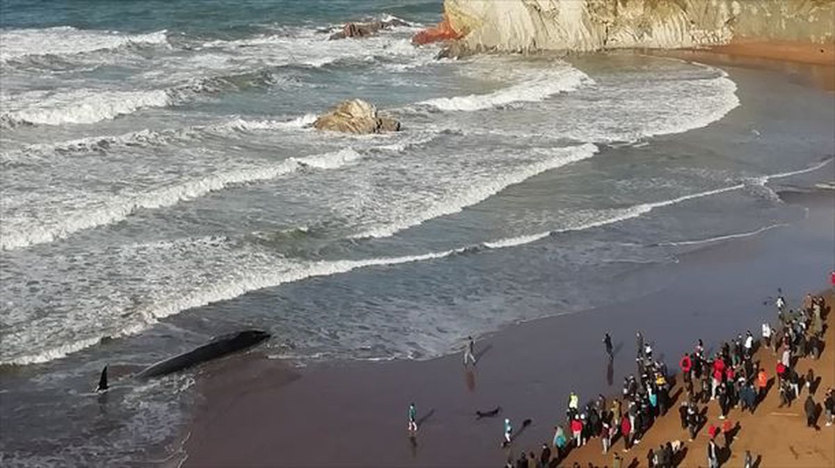 Sopelako Atxabiribil hondartzan harrapatutako balea, 2019an.