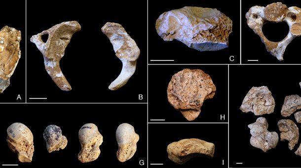 Huesos fósiles de neandertales de El Sidrón. Grupo de Paleoantropología MNCN-CSIC 