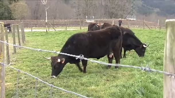 La vaca terreña ya es oficialmente 'Raza Autóctona'