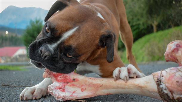 Perro comiendo hueso. Amarok                                                                        