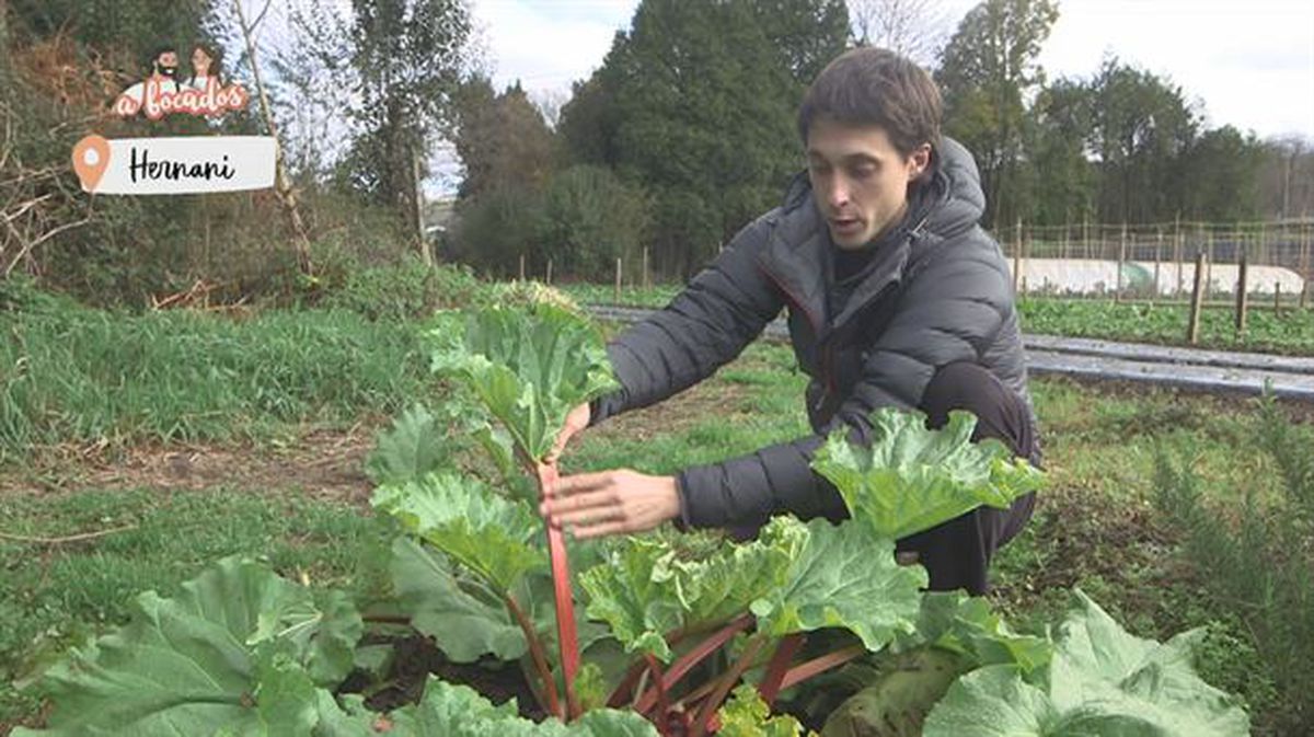 Rheum x hybridum. Rhubarb. Rabarbara. Rebarbara., image size:1200x673