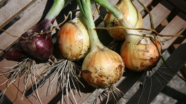 Diversos tipos de cebollas en nuestros huertos en marzo