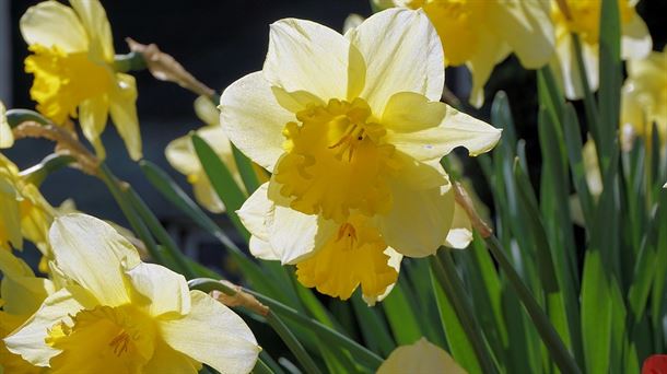 Narcisos en flor al inicio de la primavera