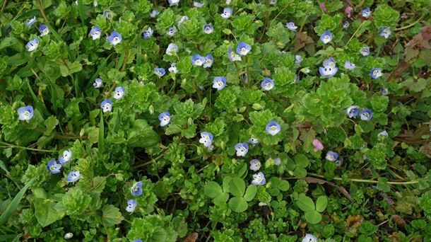 Veronica persica