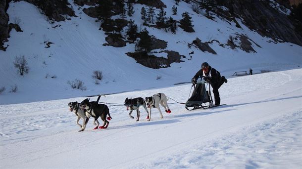 Mushing, mucho más que un deporte