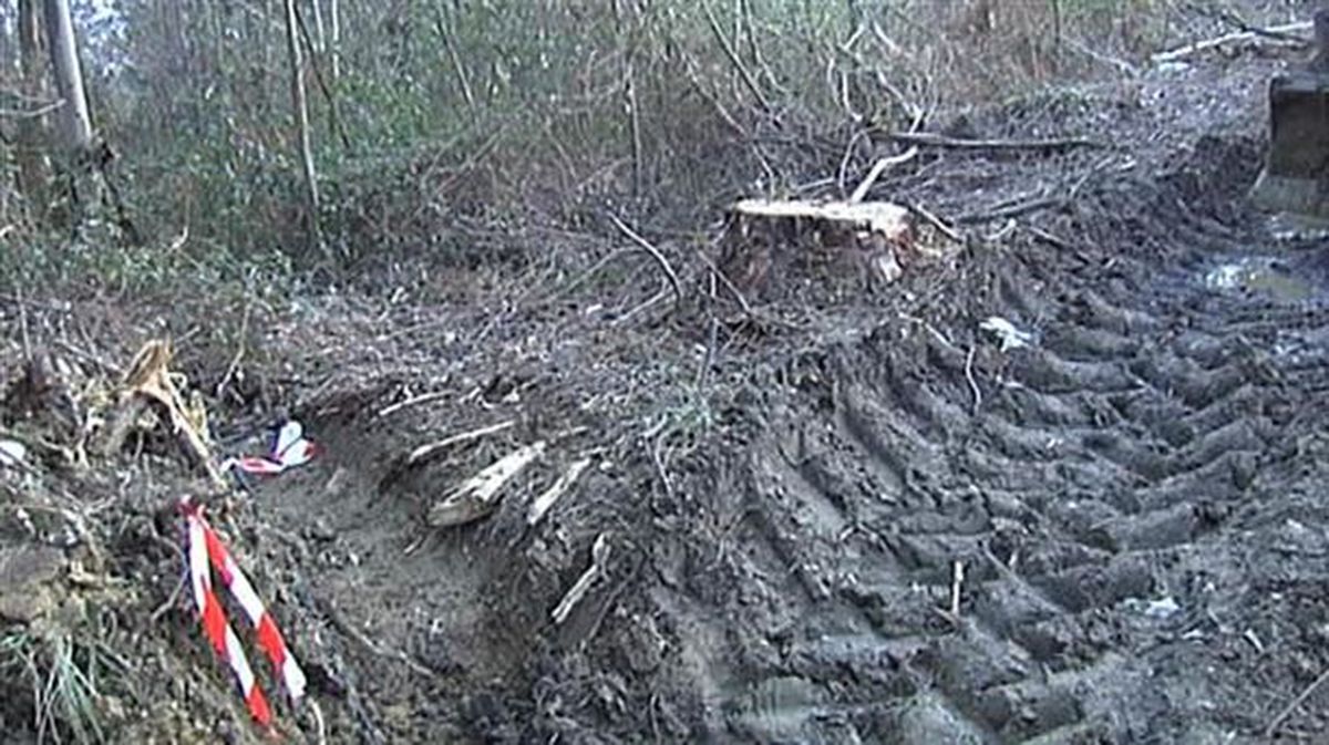Fallece un trabajador forestal en Muxika. Imagen obtenida de un vídeo de EiTB.