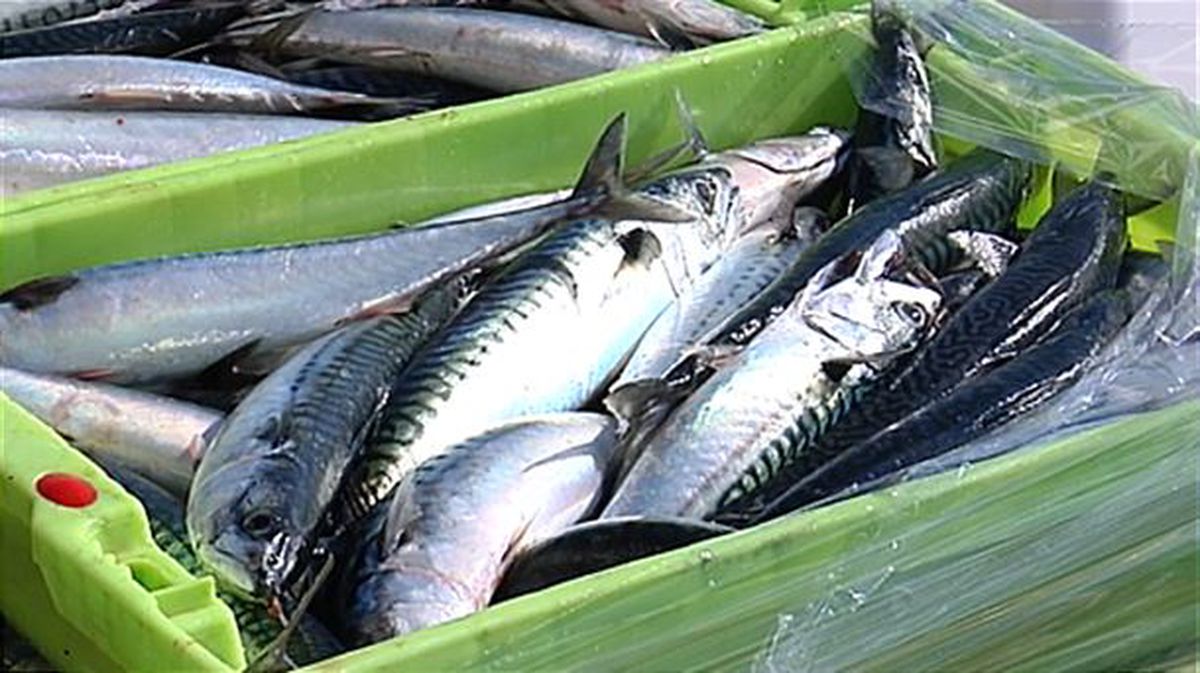 Los arrantzales podrán pescar un 65 % de la cuota de verdel de 2020