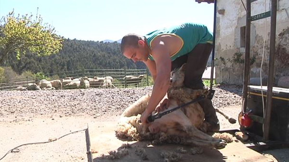 Joseba Attard, esquilando una oveja