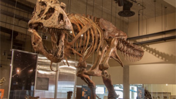 Así es Scotty, el tiranosaurio Rex más grande y más anciano del mundo